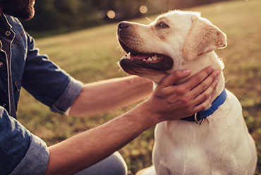 A man affectionately pets his dog - Law Offices Of Anakalia Kaluna Sullivan