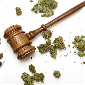 A judge's gavel next to marijuana - Law Offices Of Anakalia Kaluna Sullivan